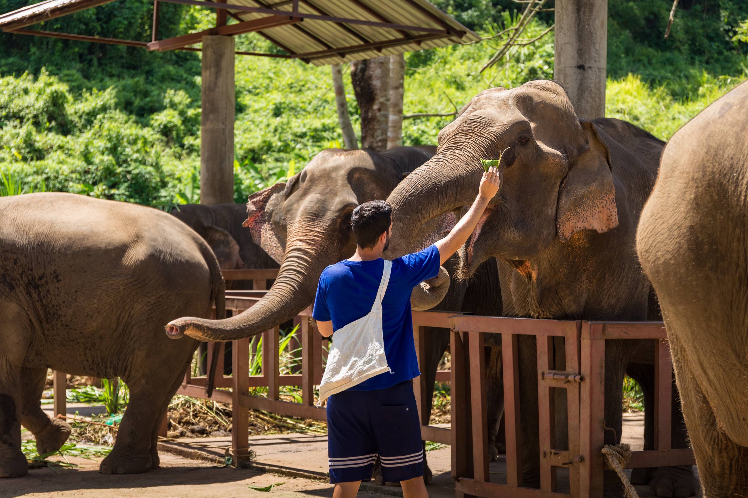 Young Man Feeds Elephants With Bananas In A Sanctuary In The Jungle Young Man Feeds Elephants With Bananas In A Sanctuary In The Jungle